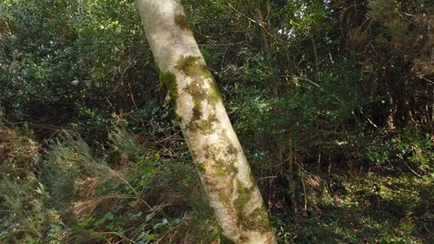Ash tree and sign explaining it in irish... | Stock Video | Pond5