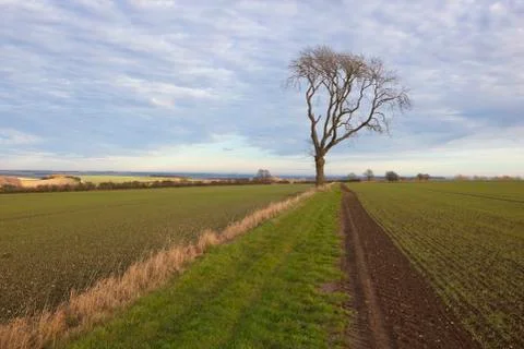 Ash tree and wheat Foto stock