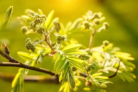 Ash-tree blossoms in springtime. Leaves on sunset. Stock Photos
