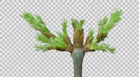 Ash-tree branch blooming. 4k time lapse, with alpha channel Stock Footage 64107576