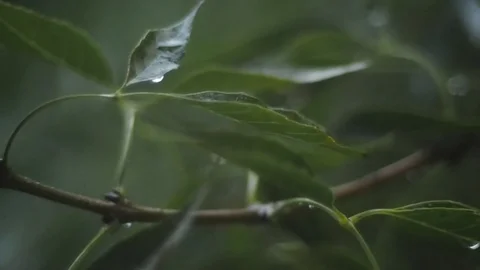 Ash tree branch swaying in wind after rain, with water droplets, close up Stock Footage 99740279