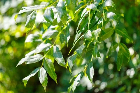 Ash Tree Branches with Green Leaves Stock Photos