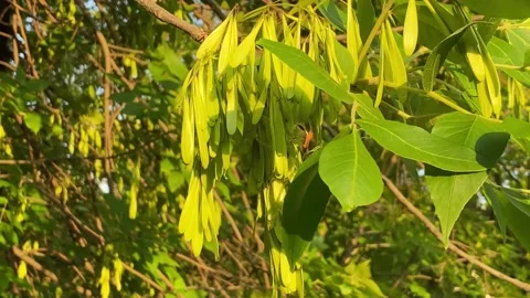 Ash tree branches with seeds. Closeup. 動画素材 155489704