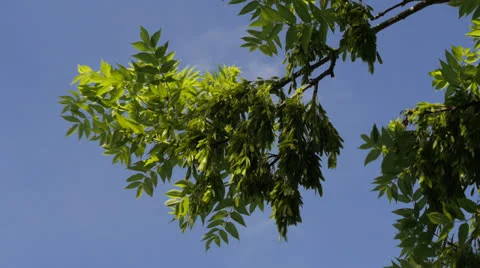 Ash Tree in breeze, CU Видео 24640852