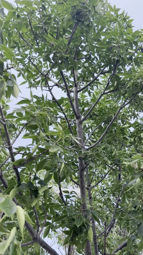 Ash Tree Canopy and Pinnate Leaves Against Sky Stock Footage 345923044