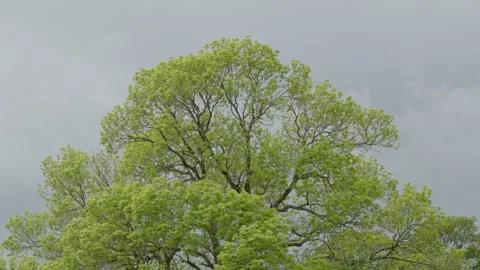 Ash tree canopy (Fraxinus excelsior), England, UK Stock Footage 311762634