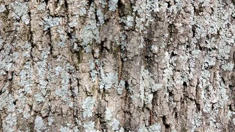 Ash tree close up with lichen growing on it 스톡 사진