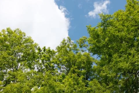Ash tree crowns Stock Photos