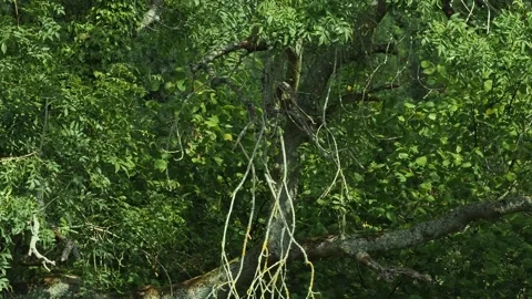 Ash tree with dead branches possibly ash die back in England. Stock Footage 345365404