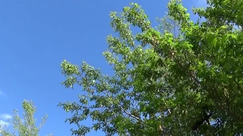 Ash Tree Flowers and fruits. Branches of... | Stock Video | Pond5