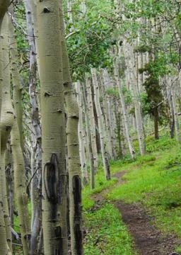 Ash Tree Forest Stock Photos