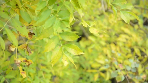Ash tree (Fraxinus excelsior) 動画素材 31289415