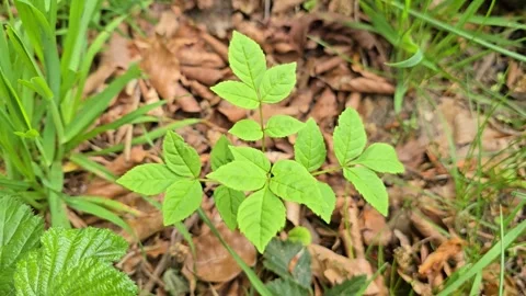 Ash tree (Fraxinus excelsior) seedlings on forest floor in washes, UK Stock Footage 340151574