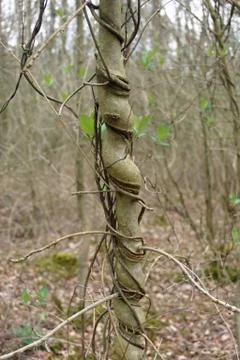 Ash tree with honeysuckle Stock Photos