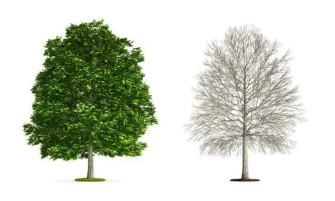 Ash tree. Stock Illustration