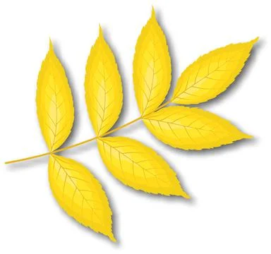 Ash-Tree Leaf Stock Illustration