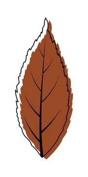 Ash-Tree Leaf Stock Illustration