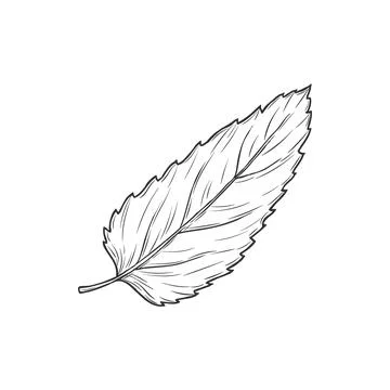 Ash tree leaf isolated sketch. Vector elm leafage Stock Illustration