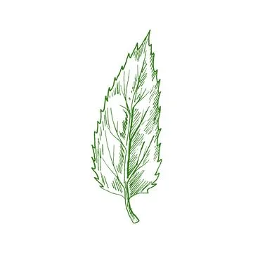 Ash tree leaf isolated sketch. Vector elm leafage Illustrazione stock
