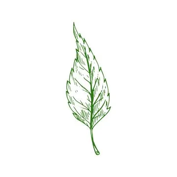 Ash tree leaf isolated sketch. Vector elm leafage Stock Illustration