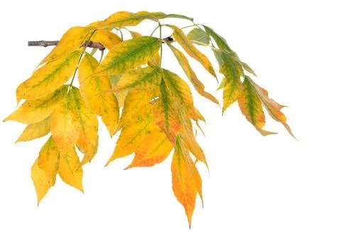 Ash tree leaf Stock Photos