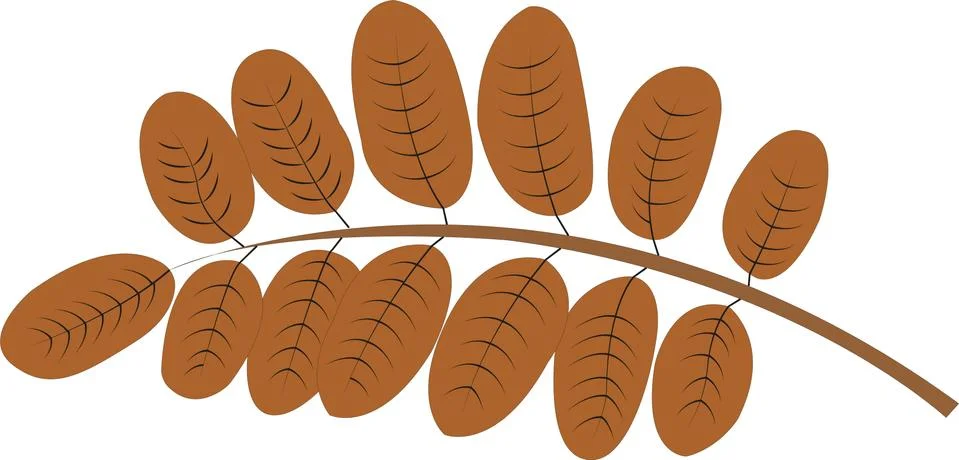 Ash tree leaf in trendy flat style isolated on white background. Stock Illustration