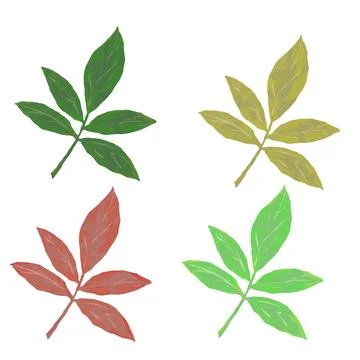 Ash tree leaf vector collection Stock Illustration