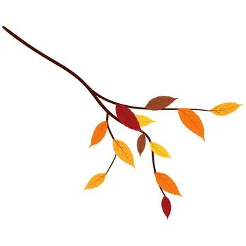 Ash-Tree Leaves Branch Stock Illustration