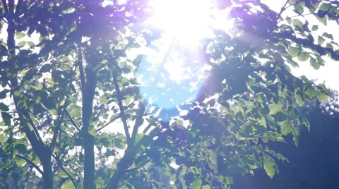 Ash Tree with Lens Flare Stock-Footage 50279456