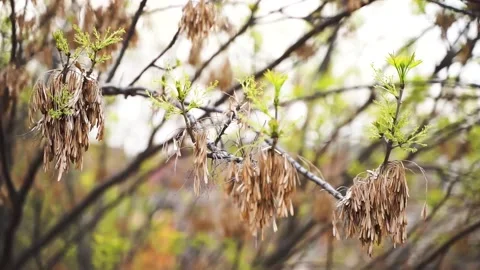 Ash tree seed sprout branch Stock Footage 154750306
