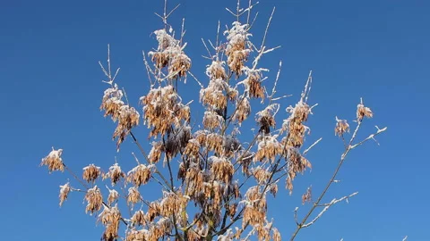 Ash tree with seeds in winter Stock Footage 167796002