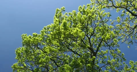 An Ash tree in Spring, Austwick, Yorkshire Dales, UK. Stock Footage 337936894