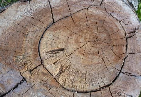 Ash tree stump, top view. A textured cut of a light ash tree, with veins, spo 写真素材