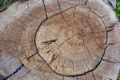 Ash tree stump, top view. Textured cut of ash tree, with veins, spots, cracks Stock Photos