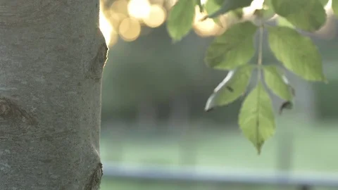 Ash Tree Trunk and Leaves Stock-Footage 72653069