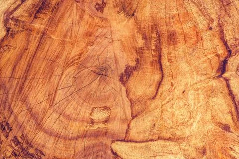Ash tree trunk cross section Stock Photos