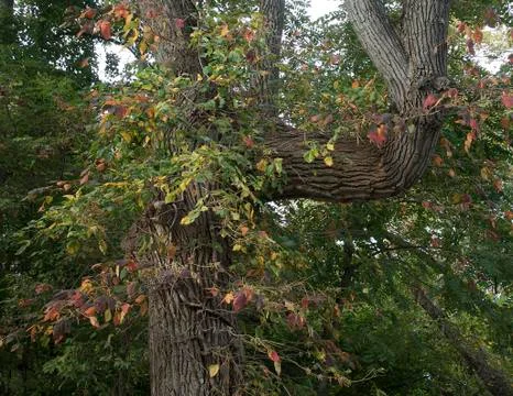 Ash tree trunk with severe bend Stock Photos