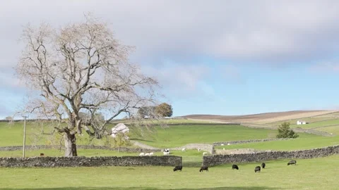 Ash tree in the  Upper Teesdale landscape, County Durham, England, UK Video stock 319789101