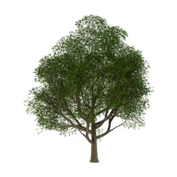 Ash Tree on White Stock Illustration