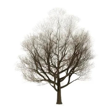 Ash Tree on White Stock Illustration