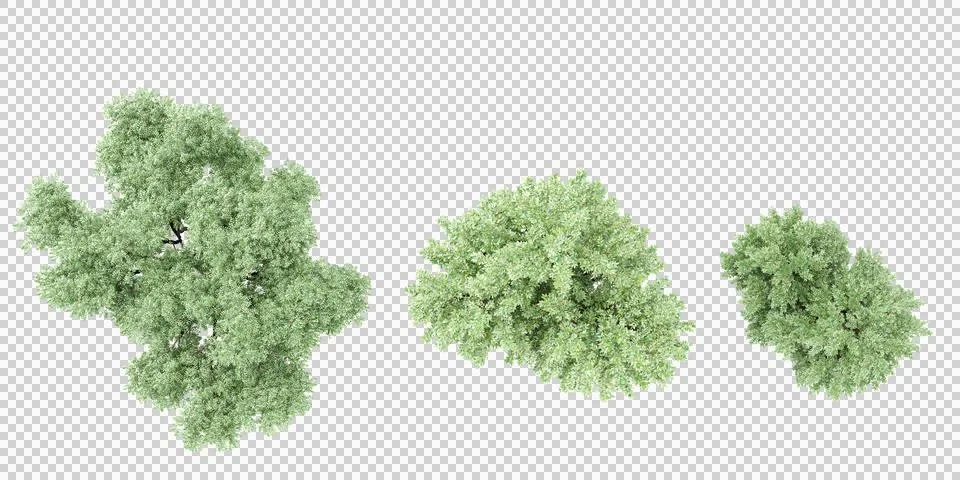 Ash tree &amp; Willow tree top view for landscape plan and architecture layout Illustrazione stock