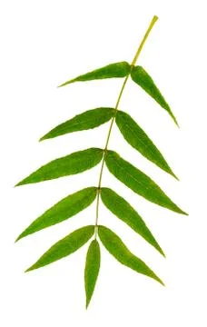 Ash-tree.ash leaf.Isolated on white background without shadow. Foto stock