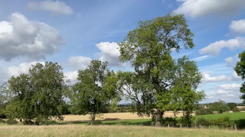 Ash trees and Ash dieback, disease, Hymenoscyphus fraxineus Video stock 288013024