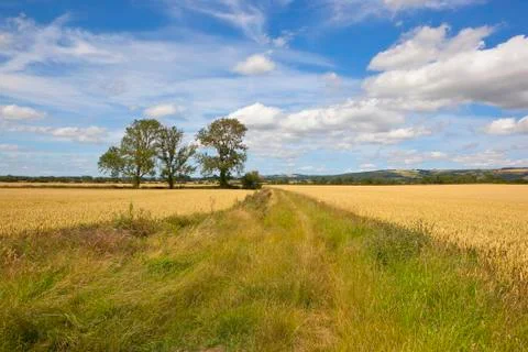 Ash trees and scenery Stock Photos