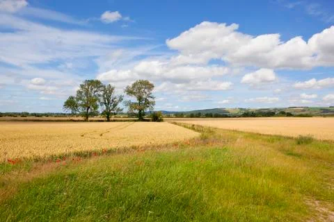 Ash trees and wheat Stock Photos
