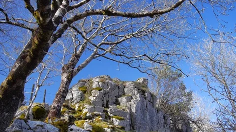 Ash Trees Grow on Bare Limestone Outcrop Stock-Footage 97808191