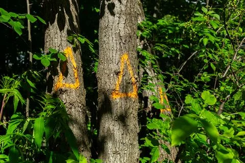 Ash trees marked with orange triangle Stock Photos