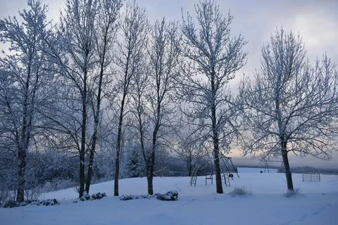 Ash trees in winter Stock Photos