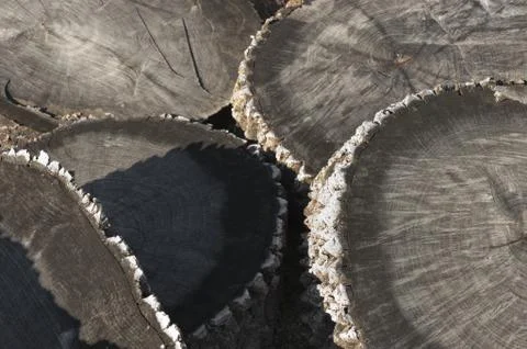 Ash trunks Stock Photos