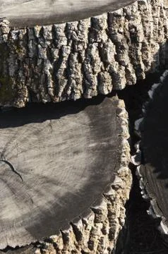 Ash trunks Stock Photos